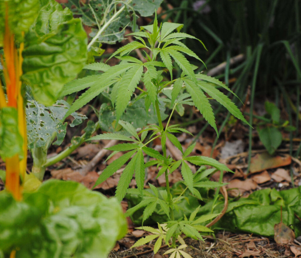 natural cannibas growing